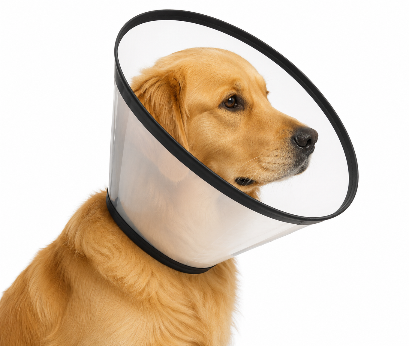 COLLAR ISABELINO EASYCOL 23,5 x 10,5 x 13cm velcro