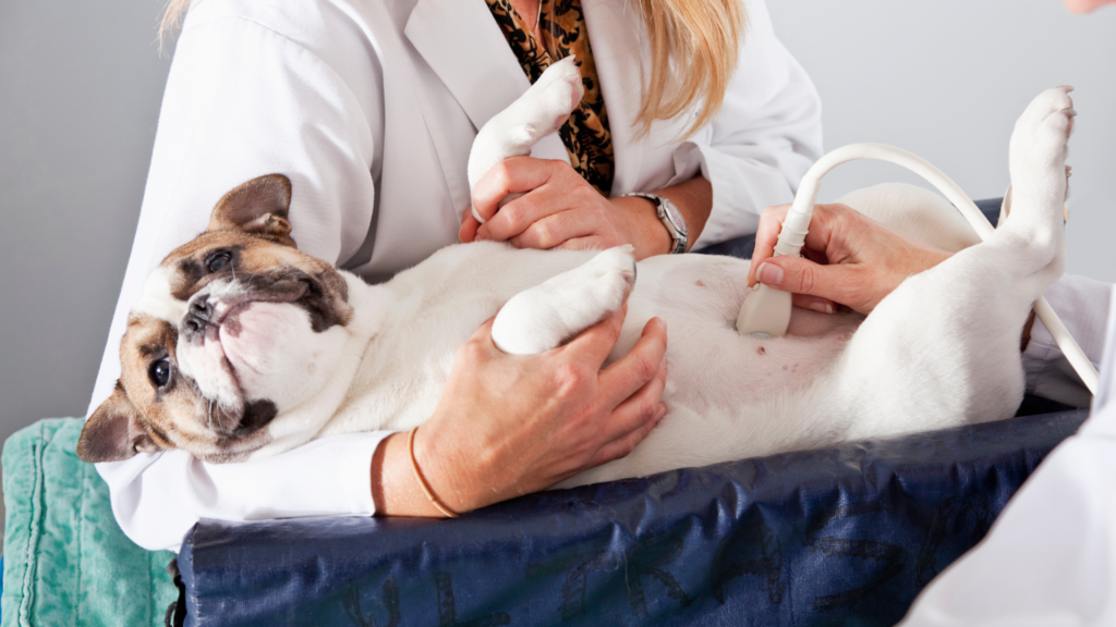 Elige el software de gestión veterinaria adecuado