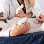 Elige el software de gestión veterinaria adecuado