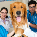 Estrategias para Gestionar y Fomentar Reseñas en Línea para tu Clínica Veterinaria