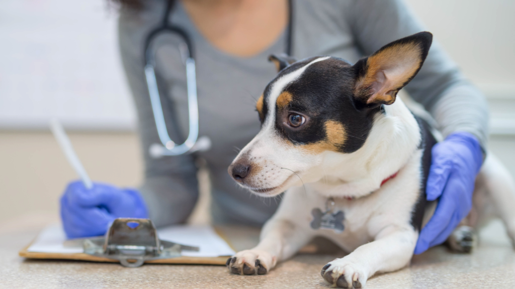 Cómo Personalizar Servicios y Promociones Basados en el Historial de los Pacientes en tu Clínica Veterinaria