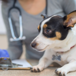Cómo Personalizar Servicios y Promociones Basados en el Historial de los Pacientes en tu Clínica Veterinaria