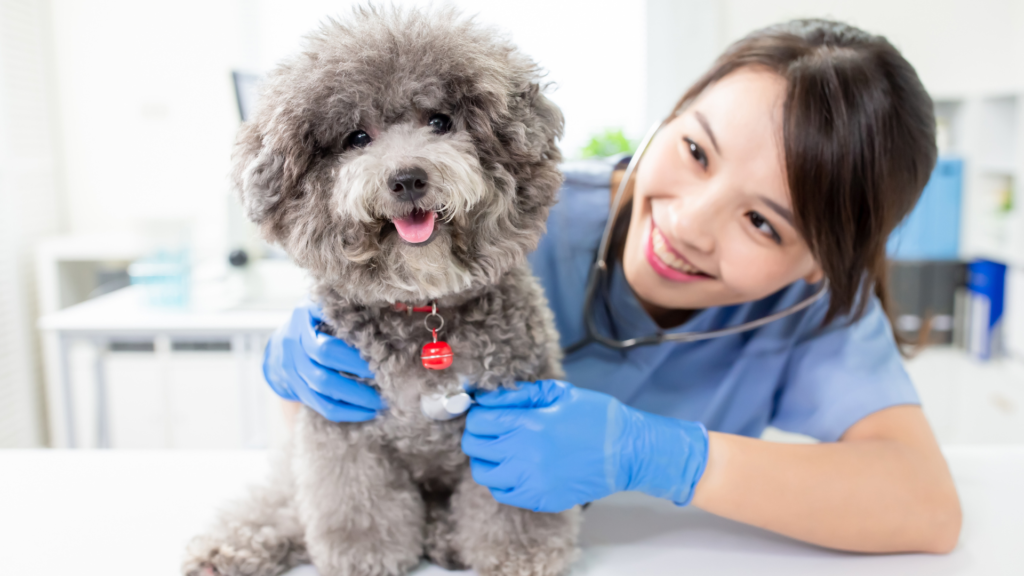 Beneficios de Implementar un Programa de Recompensas para Clientes Frecuentes en tu Clínica Veterinaria