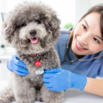 Beneficios de Implementar un Programa de Recompensas para Clientes Frecuentes en tu Clínica Veterinaria
