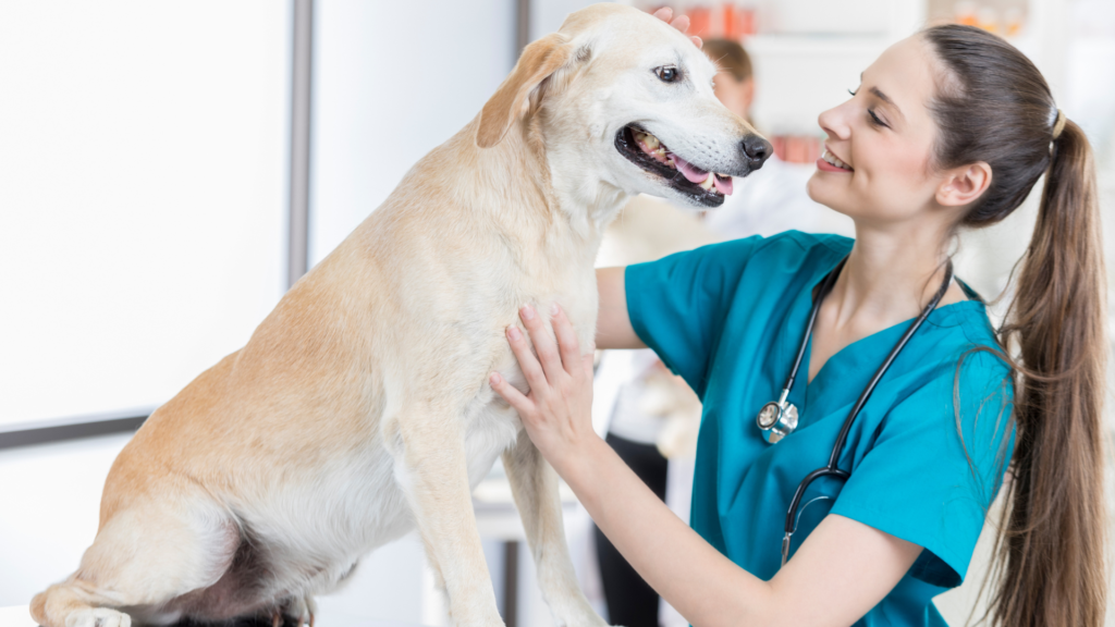 Técnicas para Ofrecer una Experiencia Excepcional en la Clínica Veterinaria