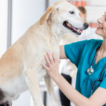 Técnicas para Ofrecer una Experiencia Excepcional en la Clínica Veterinaria