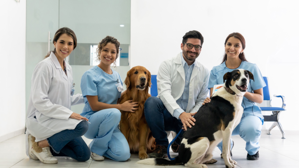 Mejorando la Colaboración en el Manejo de Información en Nuestra Clínica Veterinaria