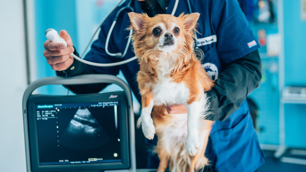 Tendencias tecnológicas en el campo veterinario