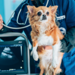 Tendencias tecnológicas en el campo veterinario
