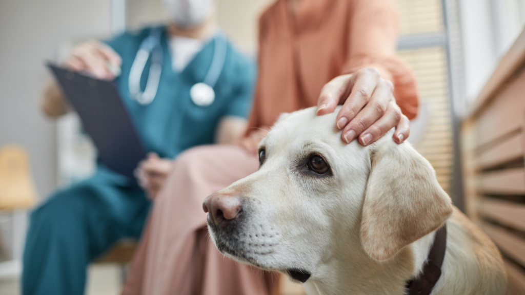 El Rol del Soporte al Cliente en la Satisfacción del Usuario en tu Clínica Veterinaria